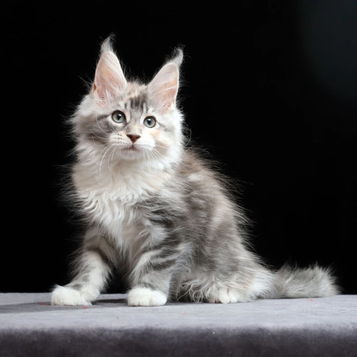 Naomi Maine Coon Kittens | Buy a kitten. 