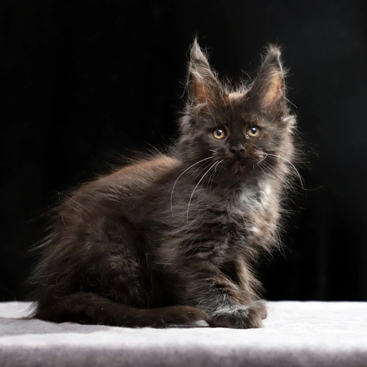 Oriana Polydactyl Maine Coon Kittens | Buy a kitten. 