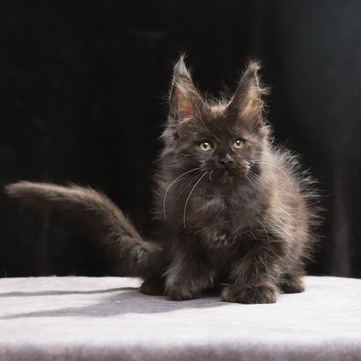 Oriana Polydactyl Maine Coon Kittens | Buy a kitten. 