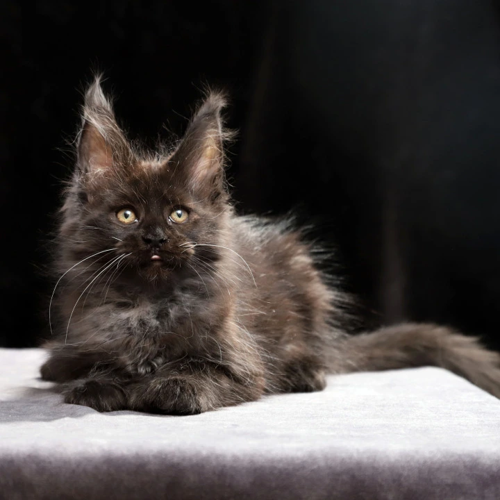 Oriana Polydactyl Maine Coon Kittens | Buy a kitten. 
