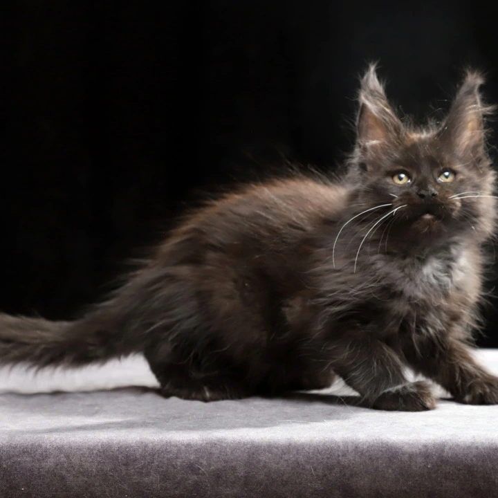 Oriana Polydactyl Maine Coon Kittens | Buy a kitten. 