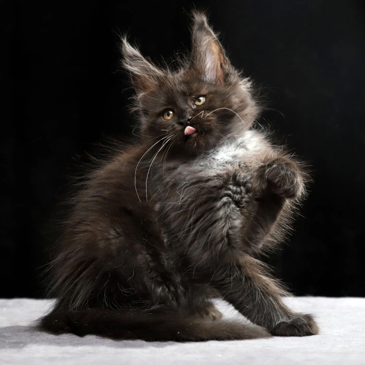 Oriana Polydactyl Maine Coon Kittens | Buy a kitten. 