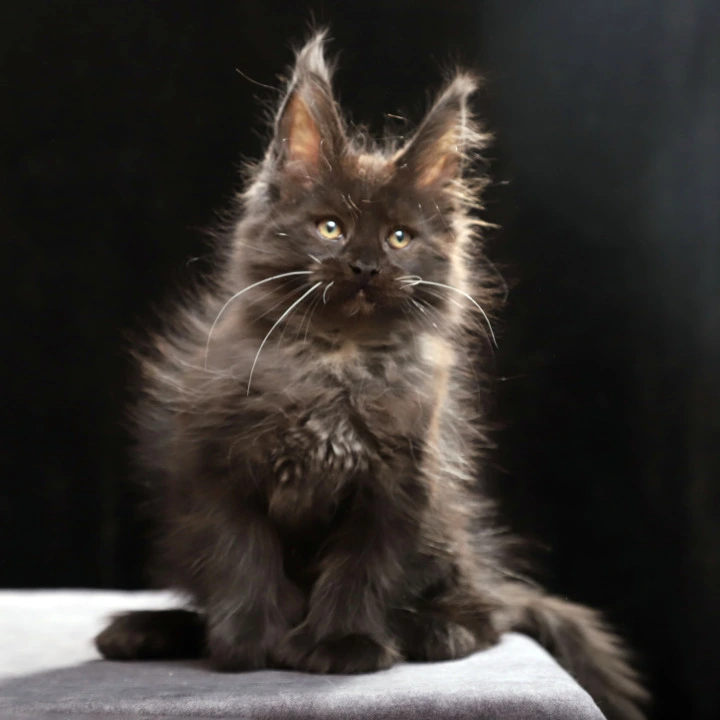Oriana Polydactyl Maine Coon Kittens | Buy a kitten. 
