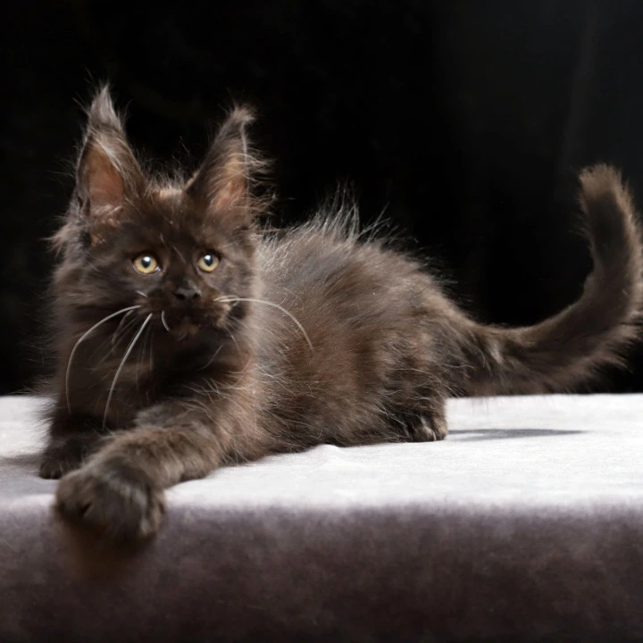 Oriana Polydactyl Maine Coon Kittens | Buy a kitten. 