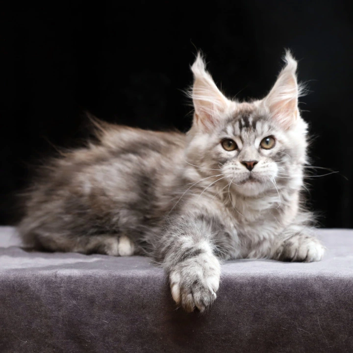 Nora Maine Coon Kittens | Buy a kitten. 