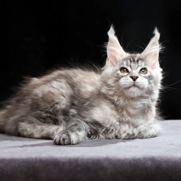 Nora Maine Coon Kittens | Buy a kitten. 