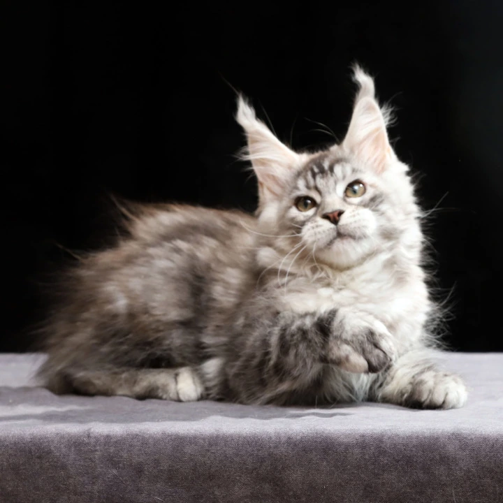 Nora Maine Coon Kittens | Buy a kitten. 