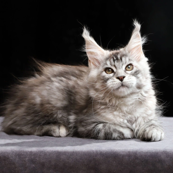 Nora Maine Coon Kittens | Buy a kitten. 
