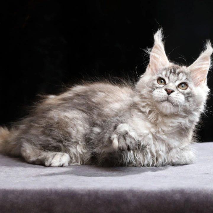 Nora Maine Coon Kittens | Buy a kitten. 