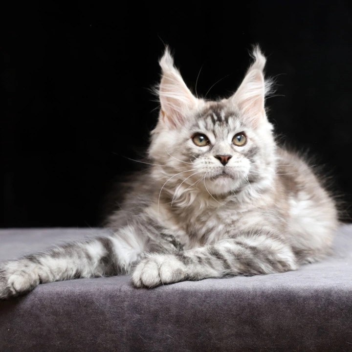 Nora Maine Coon Kittens | Buy a kitten. 