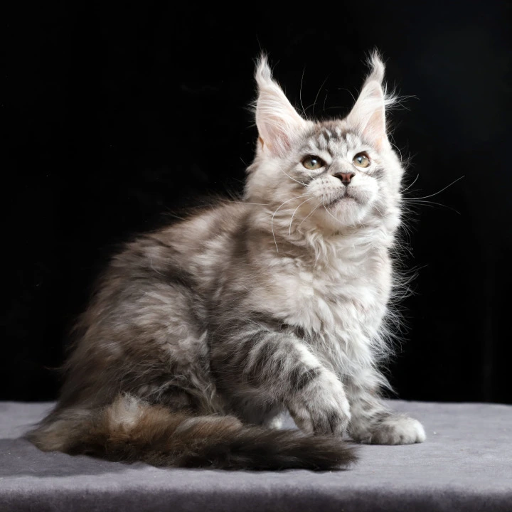 Nora Maine Coon Kittens | Buy a kitten. 