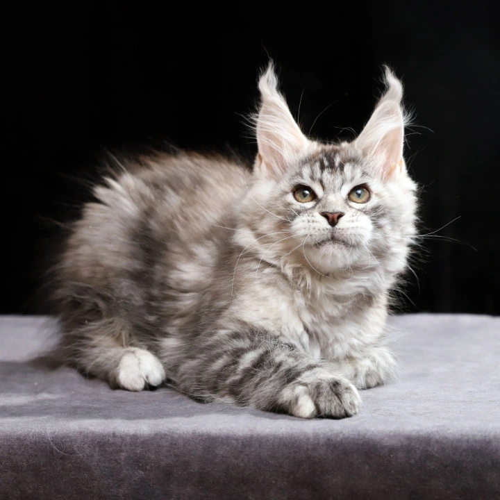 Nora Maine Coon Kittens | Buy a kitten. 