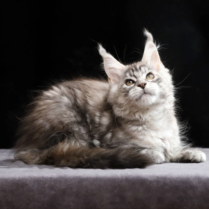 Nora Maine Coon Kittens | Buy a kitten. 