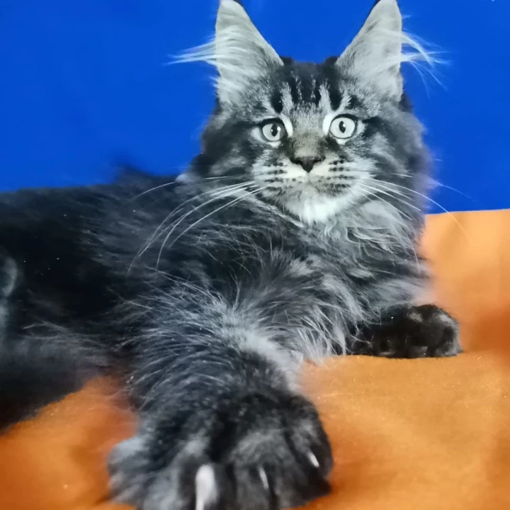 Klarik Maine Coon Kittens | Kittens for sale. 