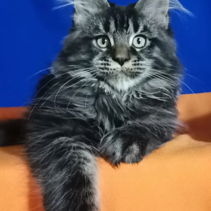 Klarik Maine Coon Kittens | Kittens for sale. 