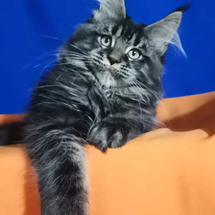 Klarik Maine Coon Kittens | Kittens for sale. 