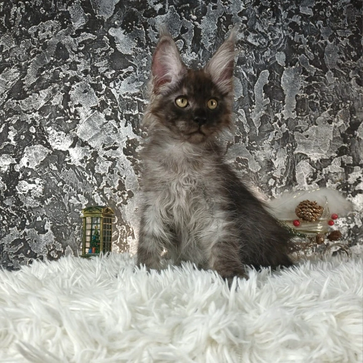 Akashi Maine Coon Kittens | Kittens for sale. 