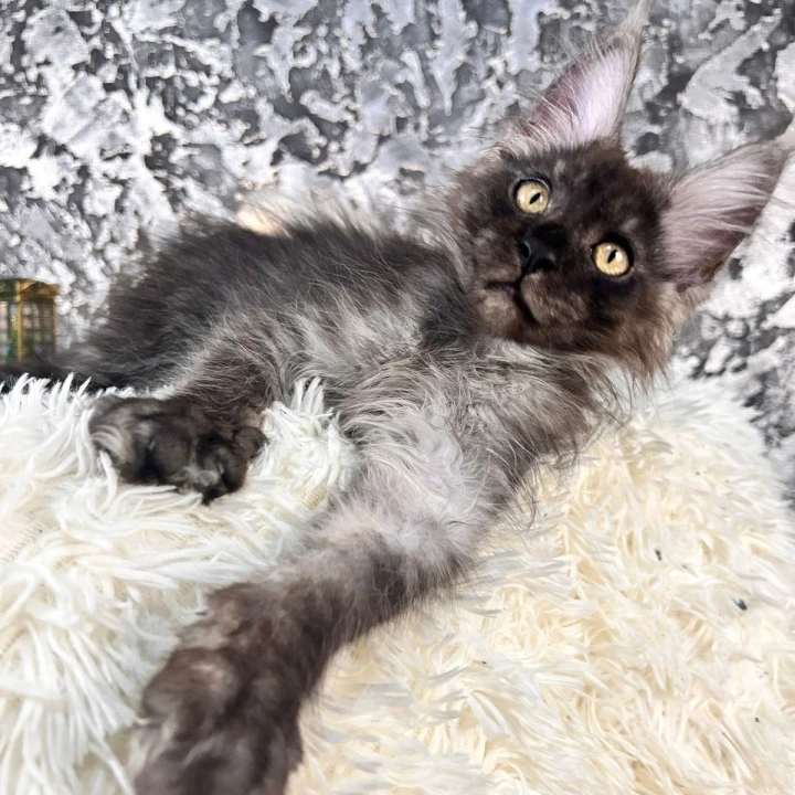 Akashi Maine Coon Kittens | Kittens for sale. 