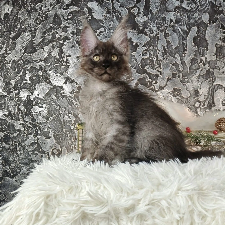 Akashi Maine Coon Kittens | Kittens for sale. 