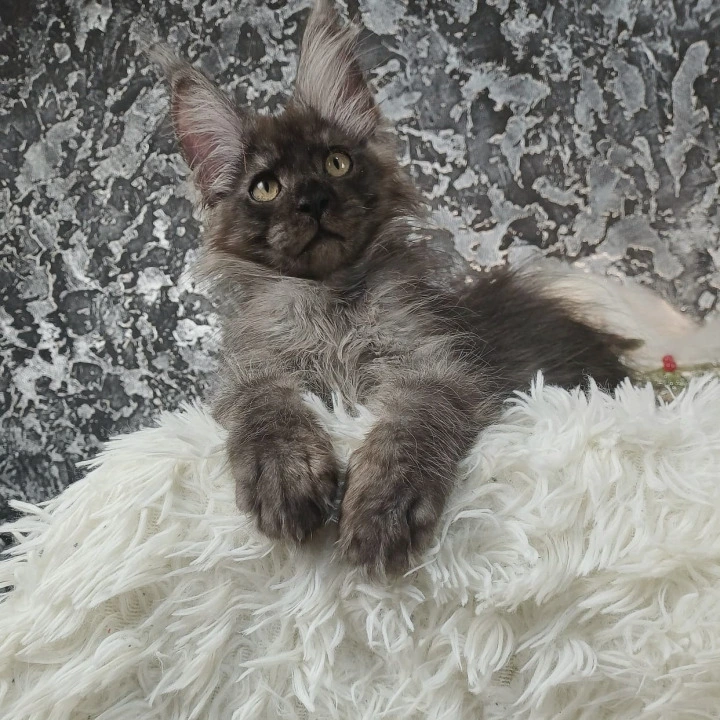 Akashi Maine Coon Kittens | Kittens for sale. 