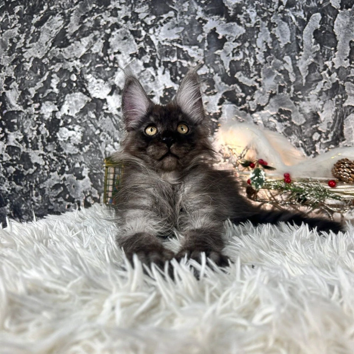Akashi Maine Coon Kittens | Kittens for sale. 