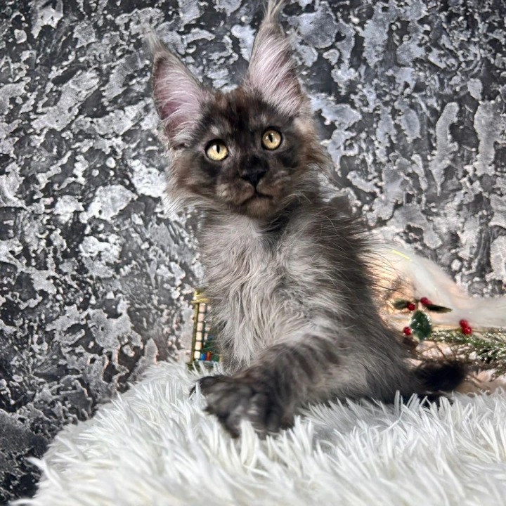 Akashi Maine Coon Kittens | Kittens for sale. 