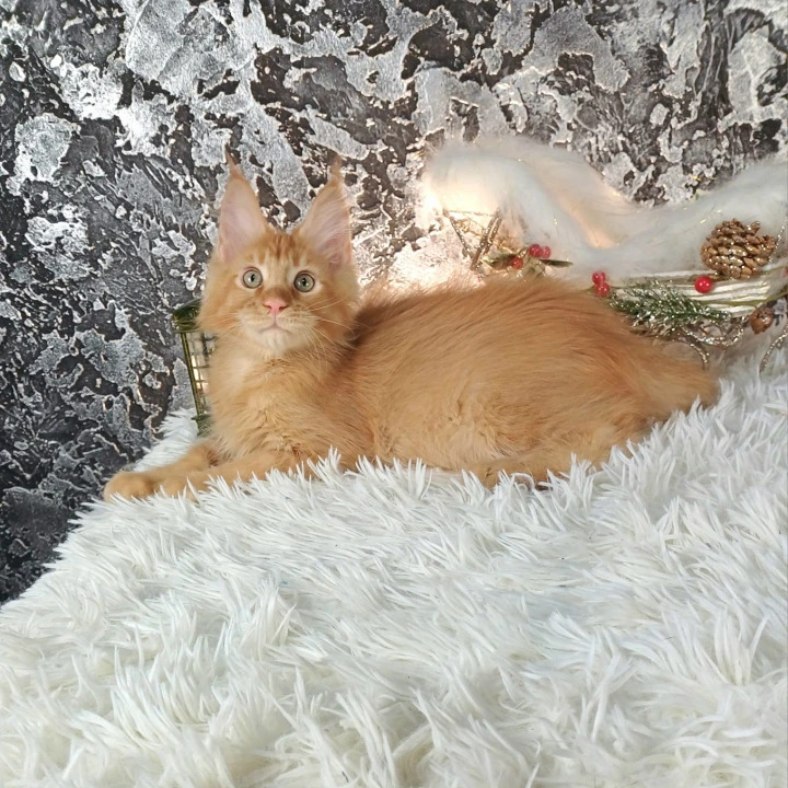 Akitoki Maine Coon Kittens | Kittens for sale. 