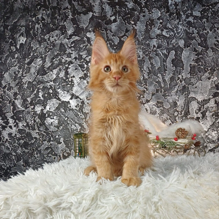 Akitoki Maine Coon Kittens | Kittens for sale.