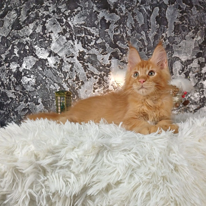 Akitoki Maine Coon Kittens | Kittens for sale.