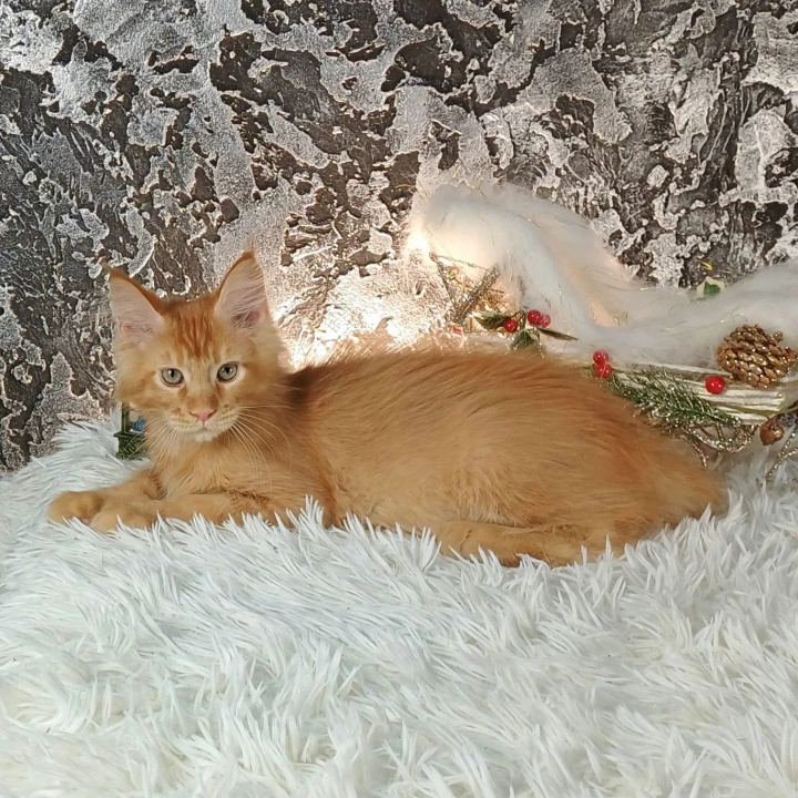 Akitoki Maine Coon Kittens | Kittens for sale.