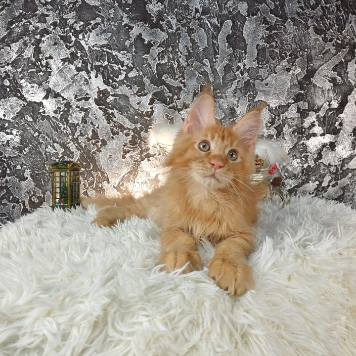 Akitoki Maine Coon Kittens | Kittens for sale. 