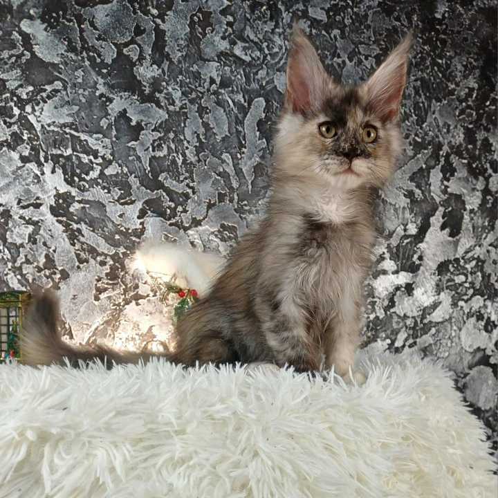 Aina Maine Coon Kittens | Kittens for sale. 