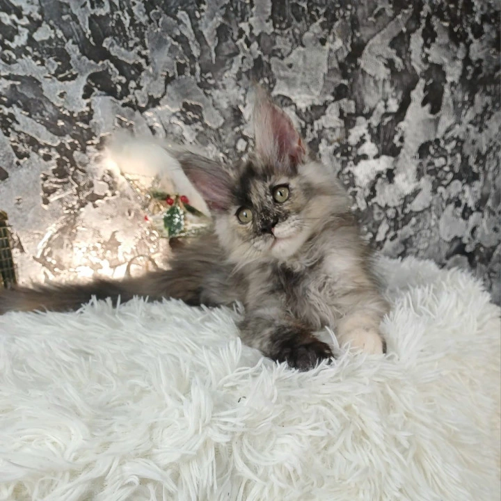 Aina Maine Coon Kittens | Kittens for sale. 