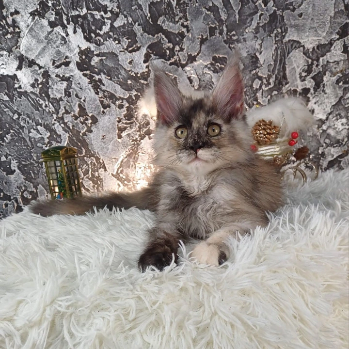 Aina Maine Coon Kittens | Kittens for sale. 