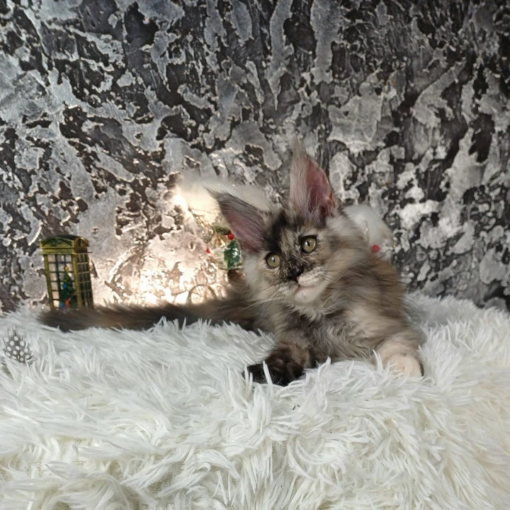 Aina Maine Coon Kittens | Kittens for sale. 