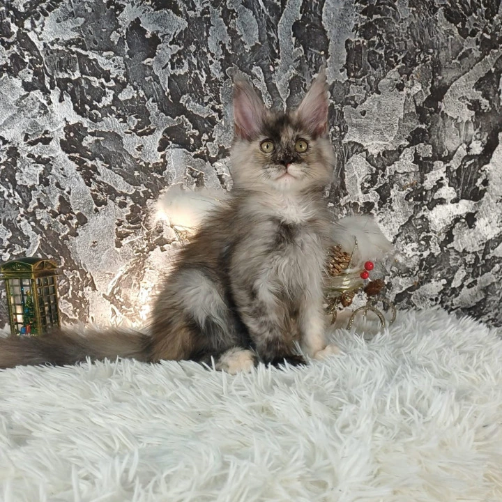 Aina Maine Coon Kittens | Kittens for sale. 