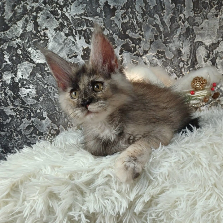 Aina Maine Coon Kittens | Kittens for sale. 
