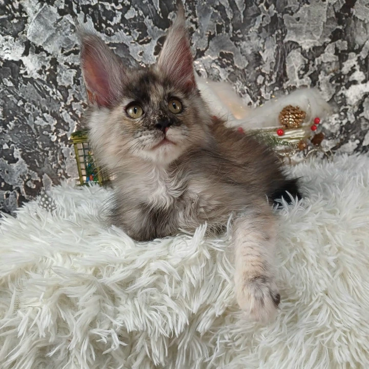 Aina Maine Coon Kittens | Kittens for sale. 