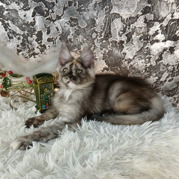Aiga Maine Coon Kittens | Buy a kitten. 