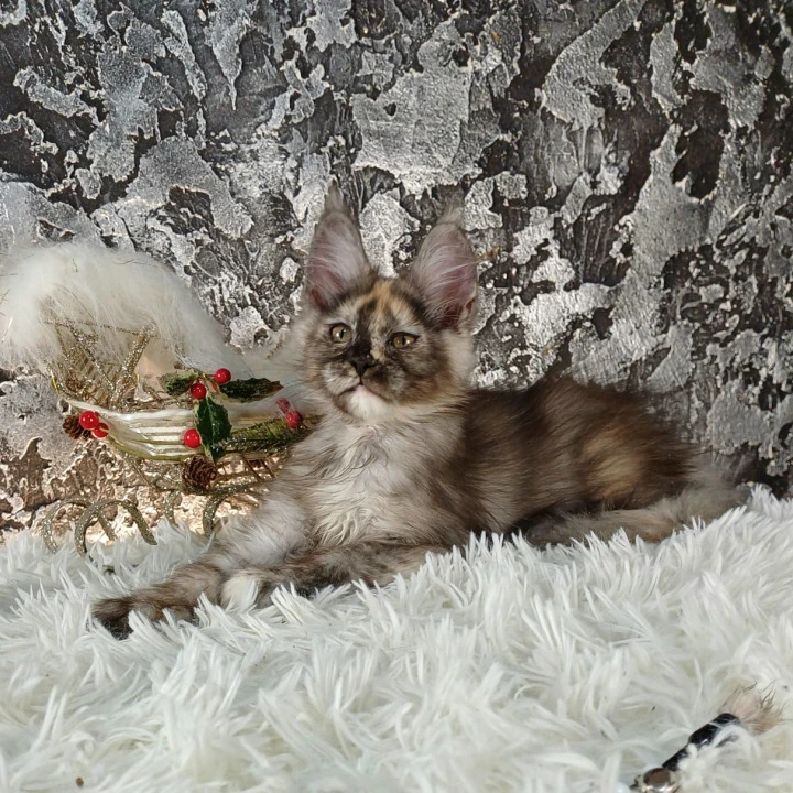 Aiga Maine Coon Kittens | Buy a kitten. 