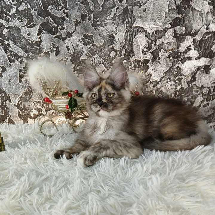 Aiga Maine Coon Kittens | Buy a kitten. 