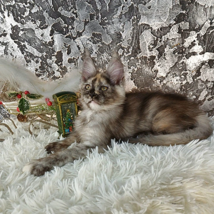 Aiga Maine Coon Kittens | Buy a kitten. 