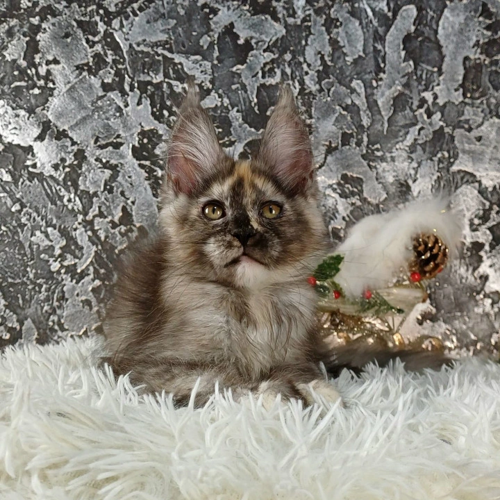 Aiga Maine Coon Kittens | Buy a kitten. 