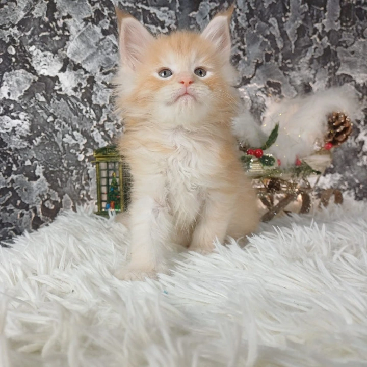 Litter B1  Maine Coon Kittens | Kitten for sale. 
