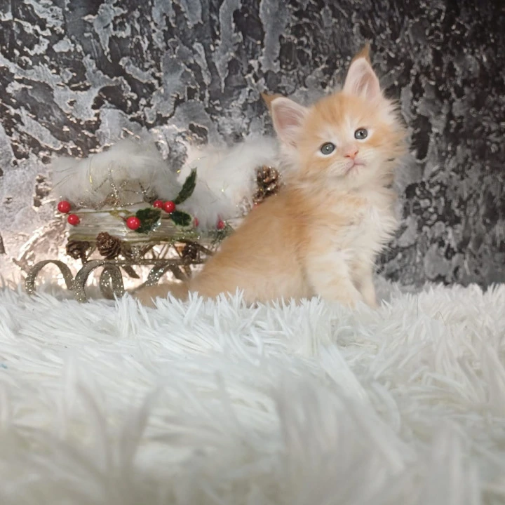 Litter B1  Maine Coon Kittens | Kitten for sale. 