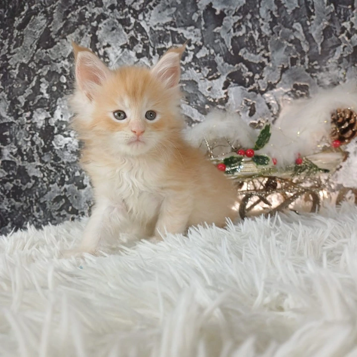 Litter B1  Maine Coon Kittens | Kitten for sale. 