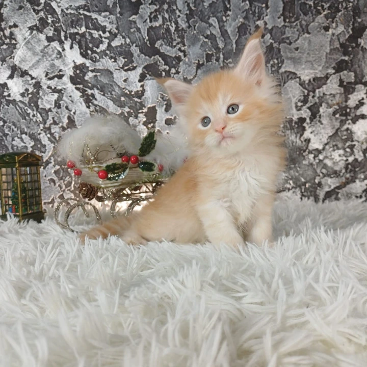 Litter B1  Maine Coon Kittens | Kitten for sale. 
