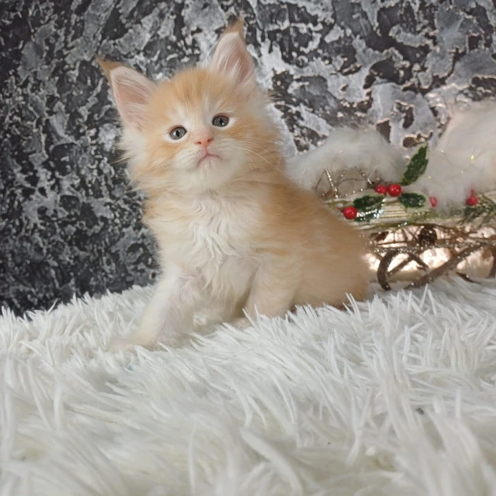 Litter B1  Maine Coon Kittens | Kitten for sale. 