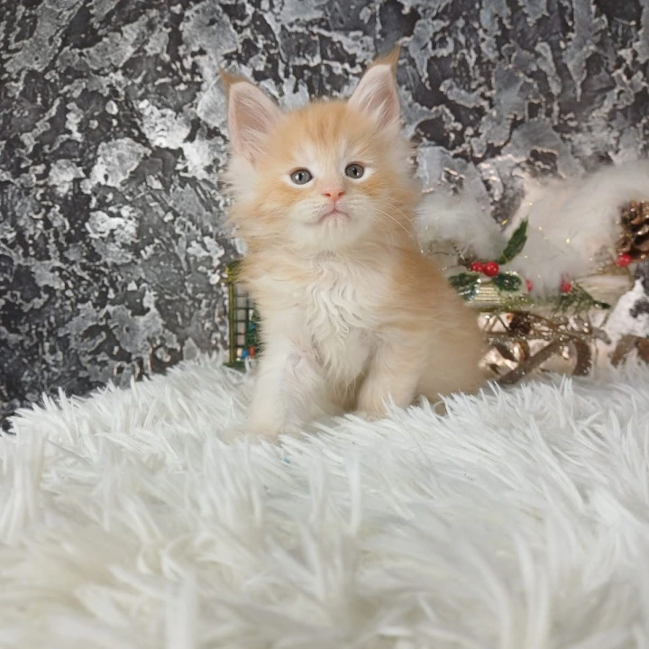 Litter B1  Maine Coon Kittens | Kitten for sale. 