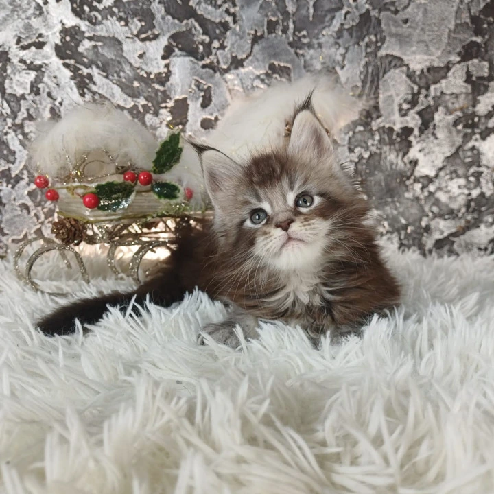 Litter B2 Maine Coon Kittens | Kittens for sale. 